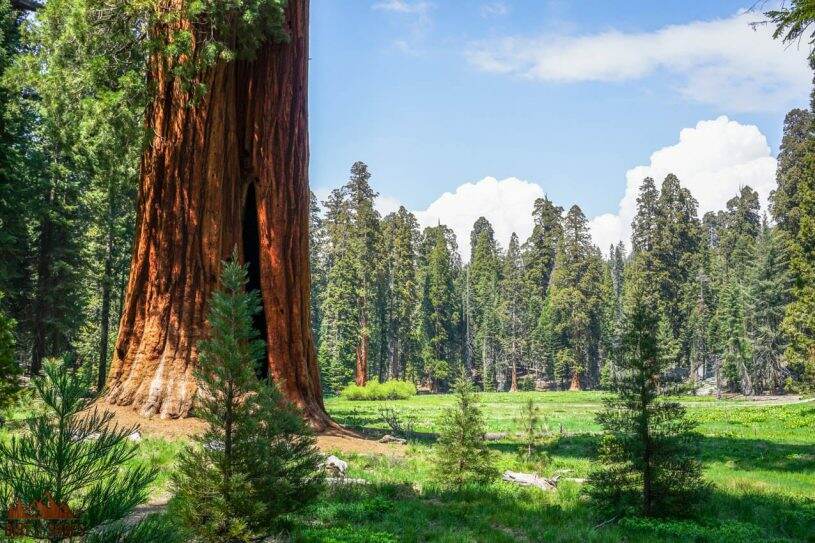 10 Things You Can't Miss On Your First Visit to Sequoia and Kings ...