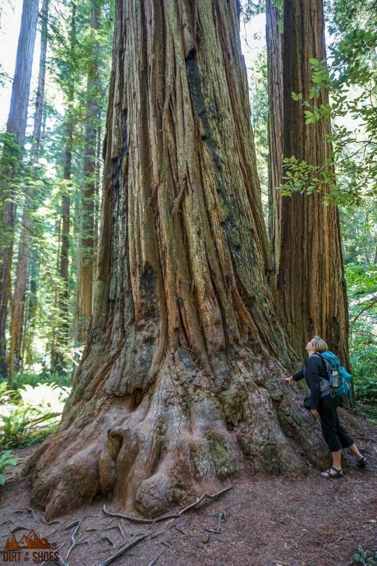 10 Things You Can't Miss On Your First Visit to the Redwoods - Page 3 of 3