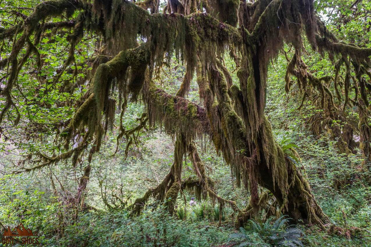 Mosses - Olympic National Park (U.S. National Park Service)