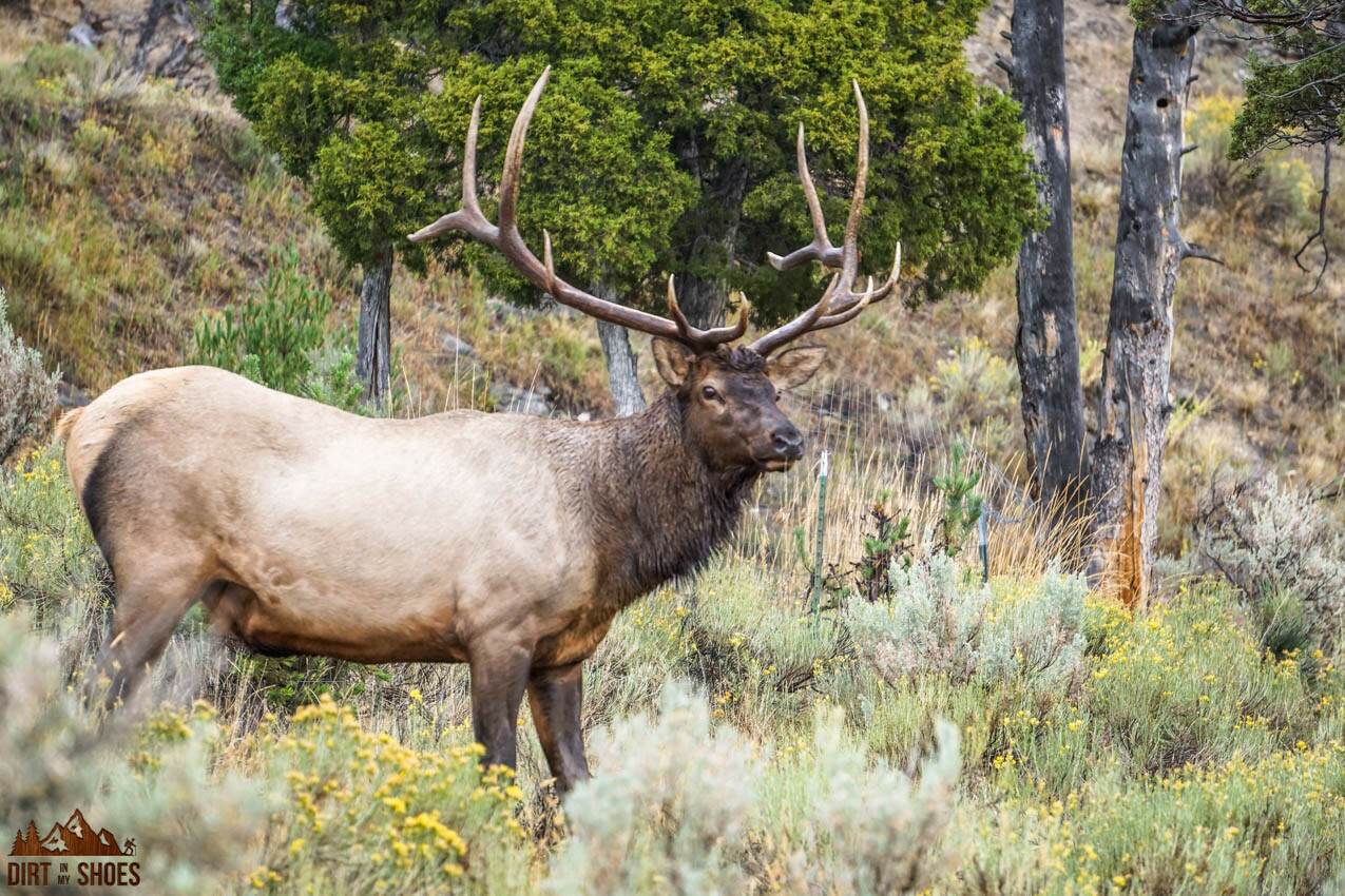 Yellowstone Itinerary