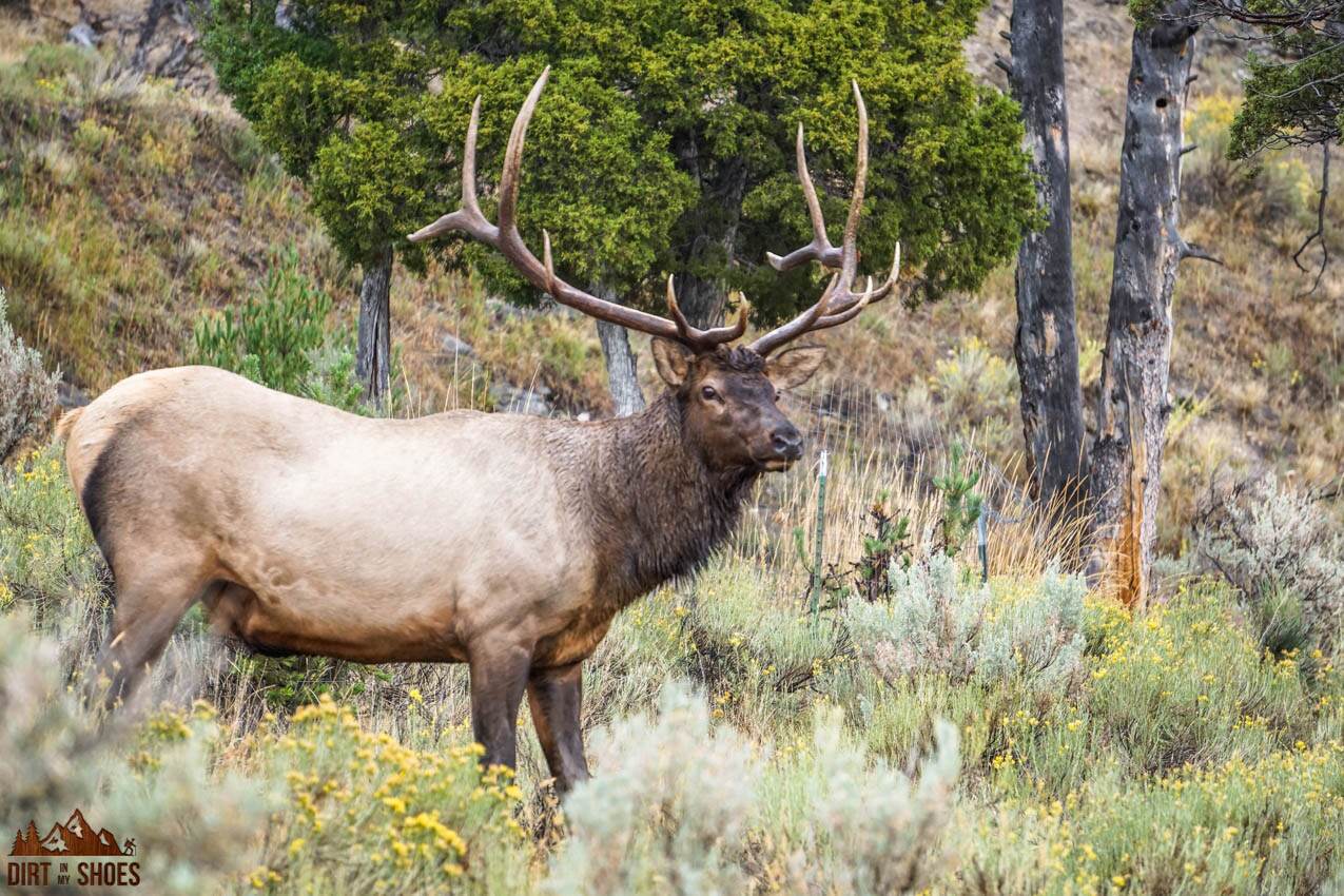 The Best Time to Visit Yellowstone National Park - Dirt In My Shoes