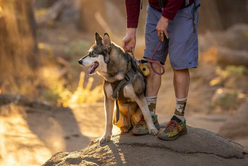 Dog friendly clearance hikes bryce canyon