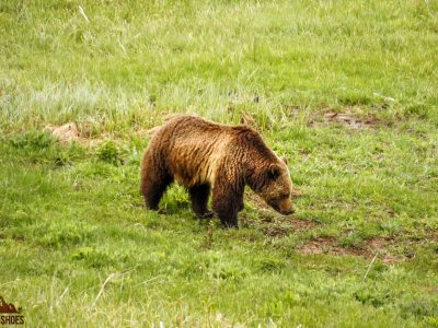 Bear Safety 101 - Preventing an Encounter