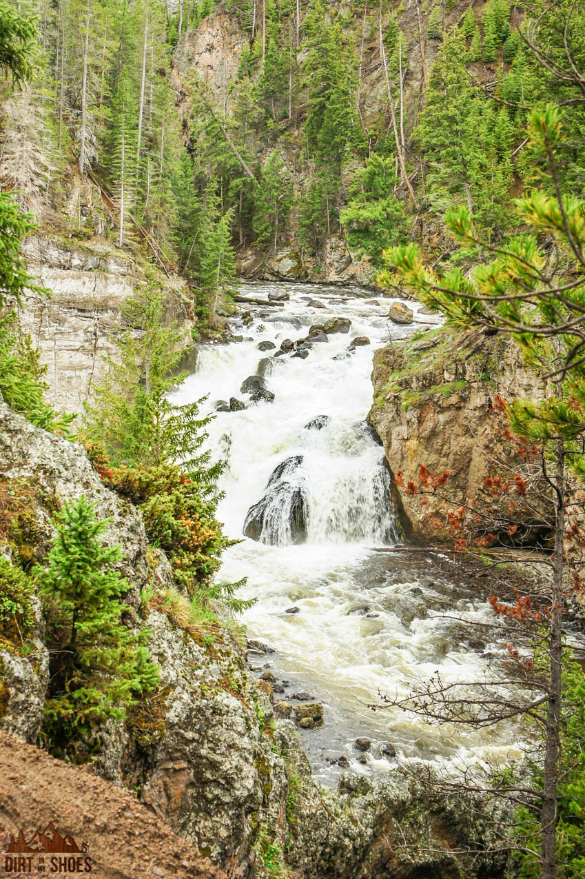 se permiten perros en yellowstone np