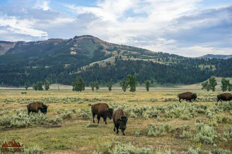 How Many Days Should I Spend in Yellowstone National Park? - Dirt In My ...