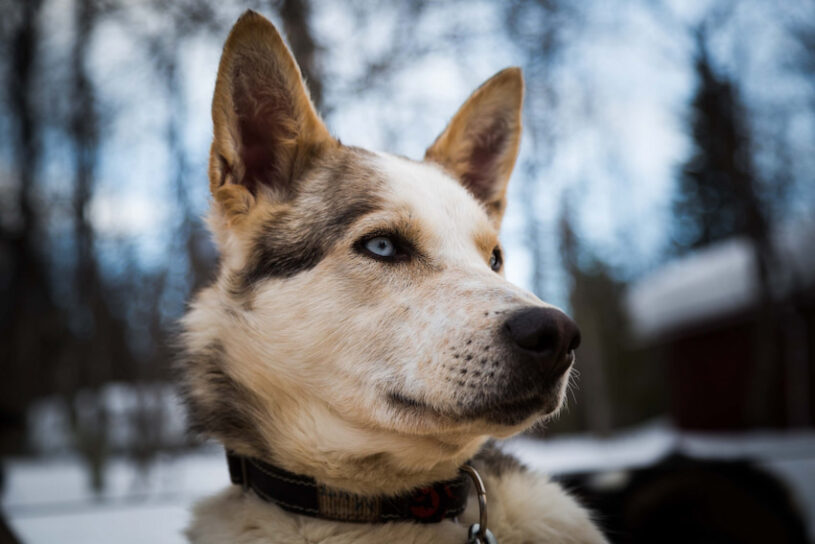 does yosemite national park allow dogs