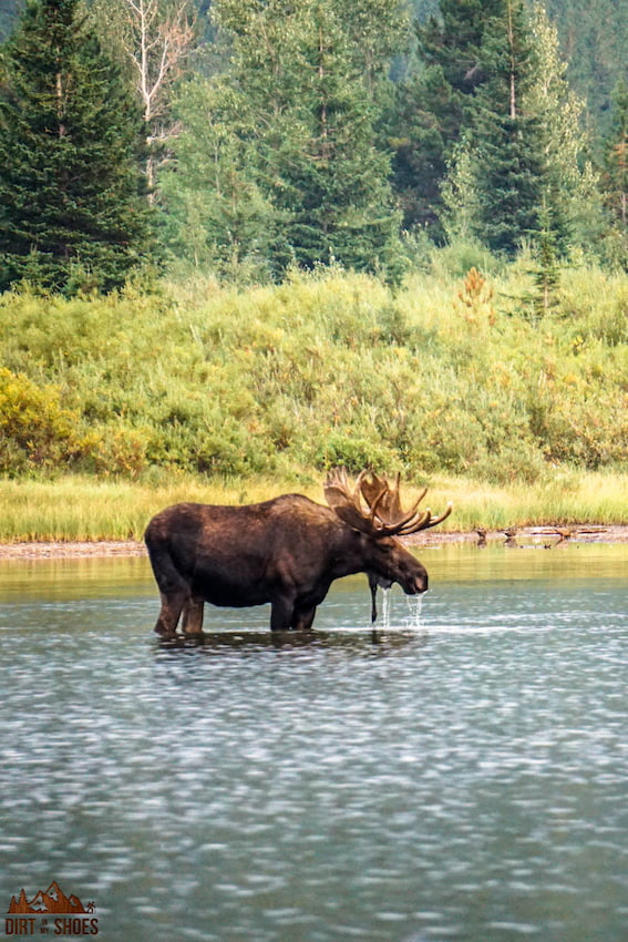 5 Best Short and Easy Hikes in Glacier National Park