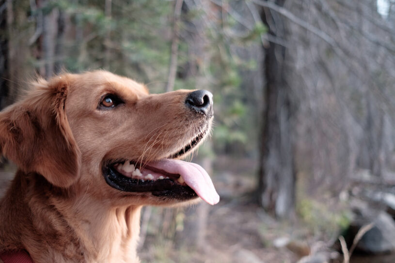 are dogs allowed at lake mcdonald