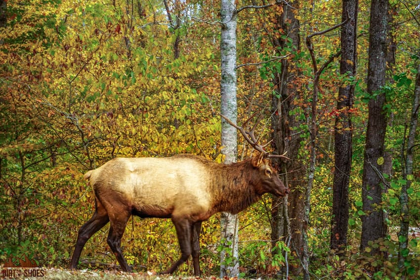 5 Best Short and Easy Hikes in the Great Smoky Mountains