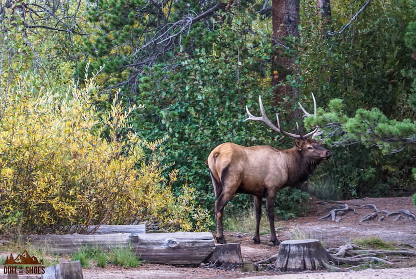 Elk || Is Rocky Mountain Dog-Friendly || Dirt In My Shoes