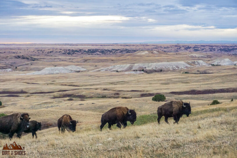 Badlands Buffalo | Dirt In My Shoes