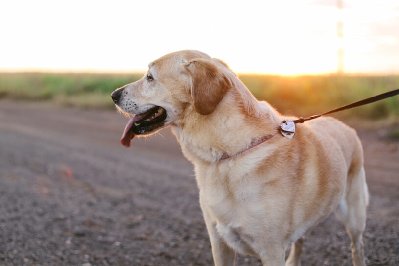 Is Badlands National Park Dog-Friendly? | Dirt In My Shoes