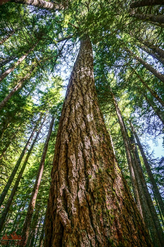 How Many Days Should I Spend in Olympic National Park? - Dirt In My Shoes