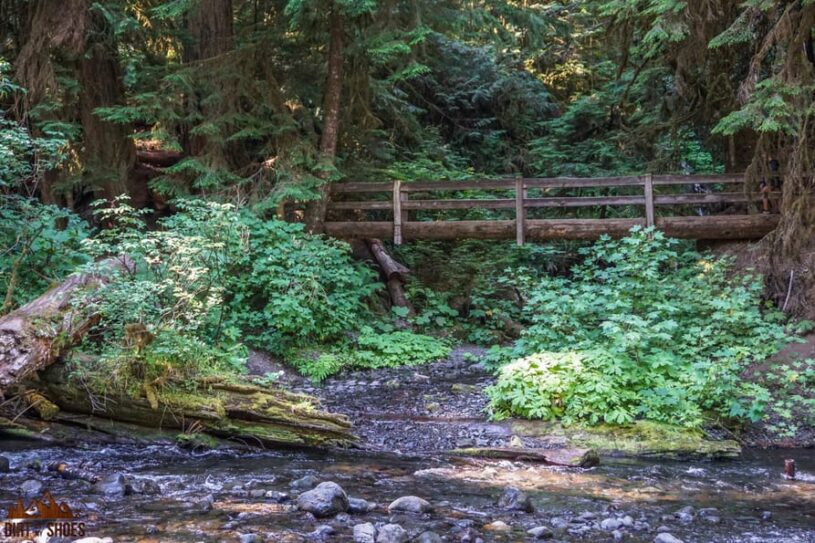 Dog friendly trails olympic national park best sale