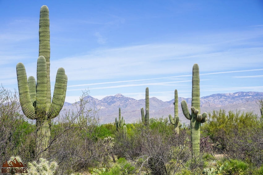 Arizona's National Parks: 3 Diverse Parks in the Grand Canyon State ...