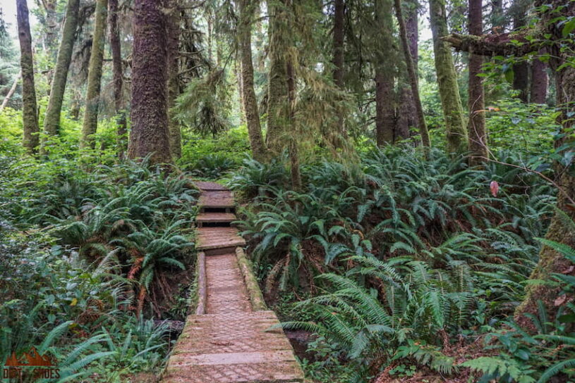 Kalaloch nature clearance trail