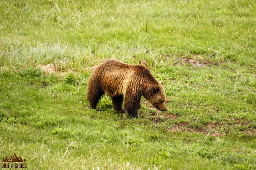 Best Places to See Wildlife in Yellowstone National Park