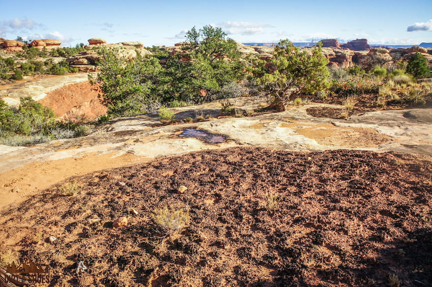 Cryptobiotic crust in Canyonlands National Park | Dirt In My Shoes