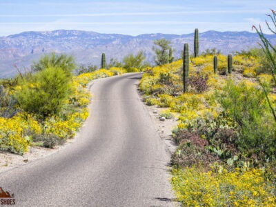 Cactus Forest Loop Drive in Saguaro National Park