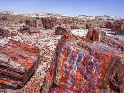 Jasper Forest in Petrified Forest National Park